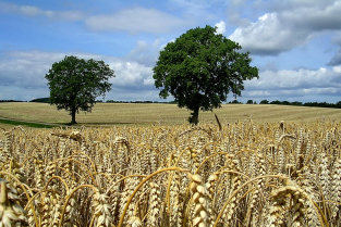 Scharbeutz-Bild-009.JPG